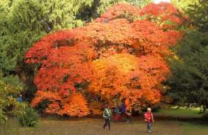two people walking under large tree with orange tree, national arboretum, toghill house farm - Bed and Breakfast near Bath