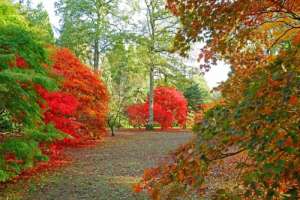 Path between orange and green trees, national arboretum, toghill house farm - Bed and Breakfast near Bath