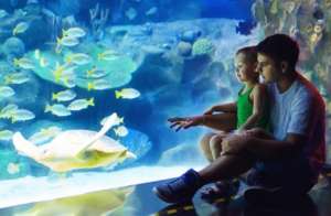 Father and Son at on the floor of aquarium, looking at fish. Activities in Bristol February Half Term - Bed and Breakfast near Bath