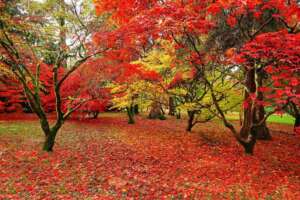Westonbirt Arboretum