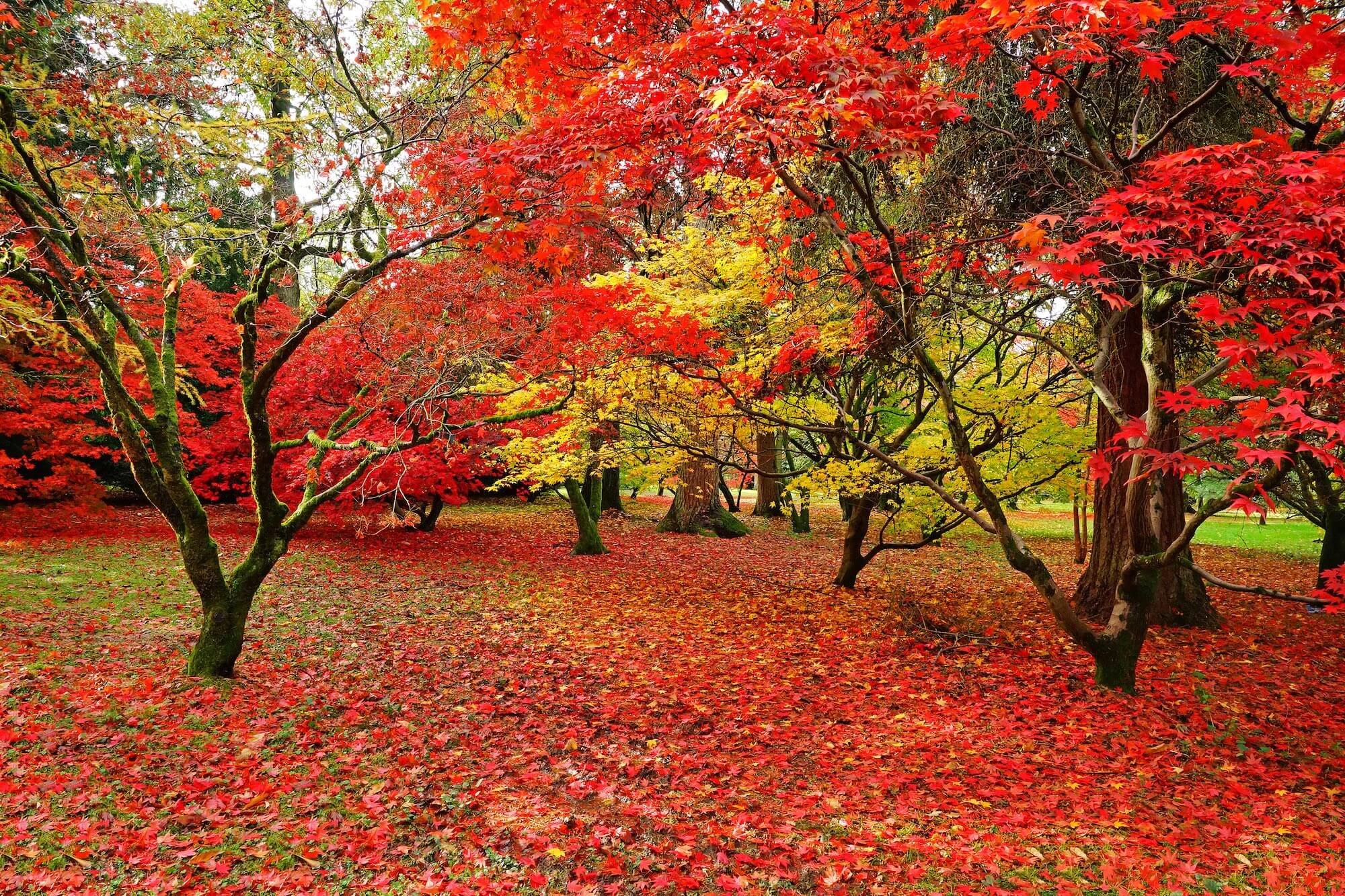 Westonbirt Arboretum
